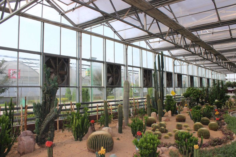 芒果种植技术概述：从新手到专家的种植之道