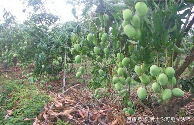 芒果种植技术